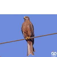 گونه کورکور سیاه Black Kite